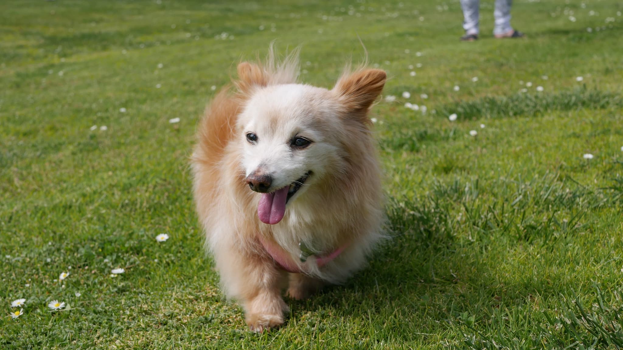 Saffron at the park